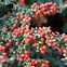 Image result for Cotoneaster suecicus Coral Beauty