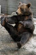 Image result for Bear Pose Yoga