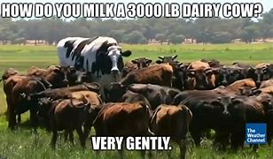 Image result for Dairy Cow Meme