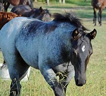 Image result for Blue Roan Appaloosa Horse