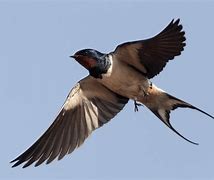 Image result for photo hirondelle