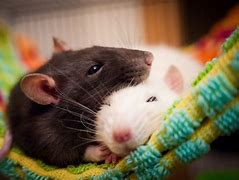 Image result for Rat Mice