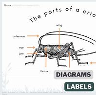 Image result for Cricket Outline Body Parts