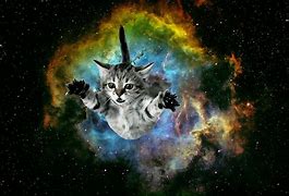 Image result for Galaxy Anime Kitten