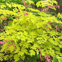 Image result for Dicentra spectabilis Yellow Leaf