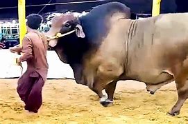 Image result for Biggest Bull Servicing Cow