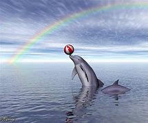 Image result for Dolphin Jumping Rainbow
