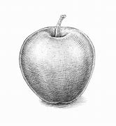 Image result for Apple Contour Drawing