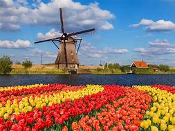 Image result for Tulip Fields with Wildmill Netherlands