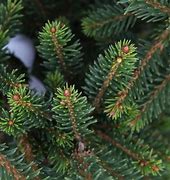 Image result for Picea abies Zwergnase (Parsonii WB)