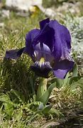 Image result for Iris chamaeiris campbellii