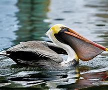 Image result for Bird Pelican Fish