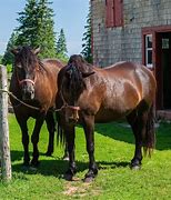 Image result for Canadian Horse
