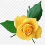 Image result for Beautiful Yellow Roses Printable