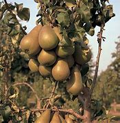Image result for Apple Pear Tree