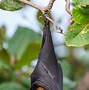 Image result for Great Flying Fox Bat