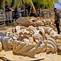 Image result for World's Largest Clam Shell