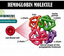 Image result for Hemoglobin E