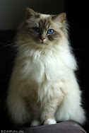 Image result for Friendliest Cat Breeds