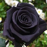 Image result for Real Black Roses