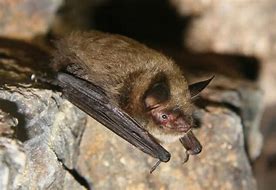 Image result for Nature Bat