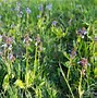 Image result for Spring Wildflowers UK