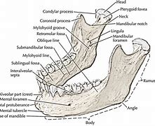 Image result for Body of Mandible