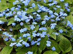 Image result for Omphalodes All Summer Blues
