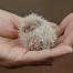 Image result for Baby Hedgehog Facts