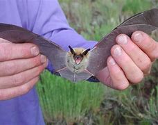 Image result for Real Bat Wings