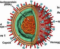 Image result for Avian Influenza Virus Structure