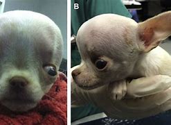 Image result for Hydrocephalus in Dogs