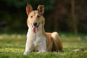 Image result for Smooth Collie