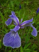 Image result for Iris hookeri