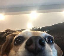 Image result for White Dog Looking at Camera Meme