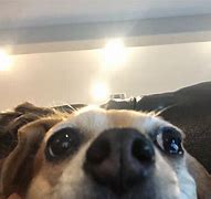 Image result for Staring into Camera Meme