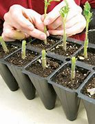 Image result for Grafting Tomato Plants