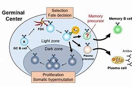 Image result for Switched Memory B Cells