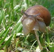 Image result for Brown Garden Snail