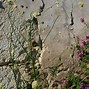 Image result for Cephalaria radiata