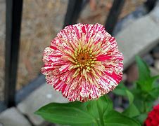 Image result for Sprint Flowers for Backyard