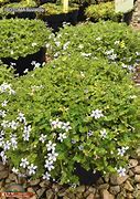 Image result for Isotoma fluviatilis