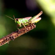 Image result for Male and Female Crickets