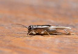 Image result for House Cricket Bug