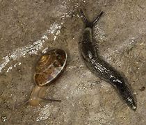 Image result for "slugs-and-snails"