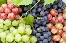 uva da tavola uva da tavola e uva da le differenze uva da tavola uva da tavola e uva da le differenze