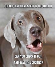 Image result for Scary Dog Face Meme