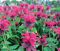 Monarda Talud に対する画像結果