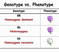 Image result for Homozygous Recessive Example