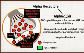 Image result for Alpha-1 Adrenergic